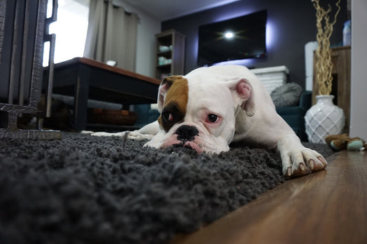 Keep Your Home Odour Free: 5 Hacks For Pet Parents