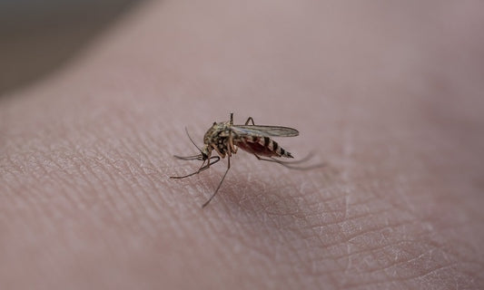 Repel The Buzz: How Do Insect Repellents Work?