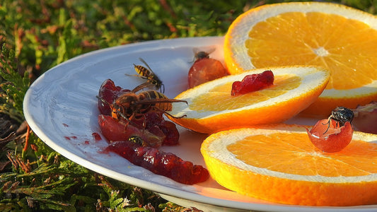 Keep fruit flies away from your home