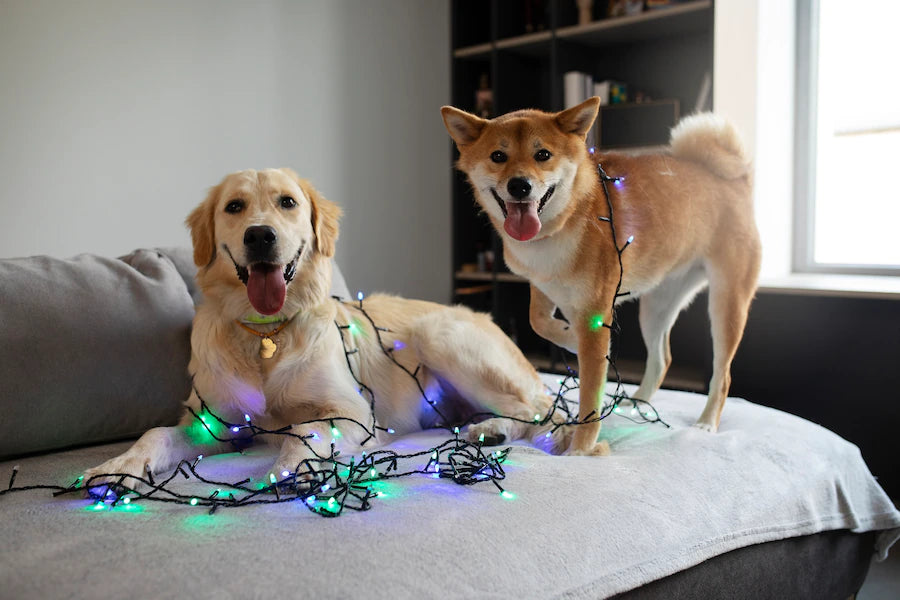 How to celebrate a pet-friendly Diwali?