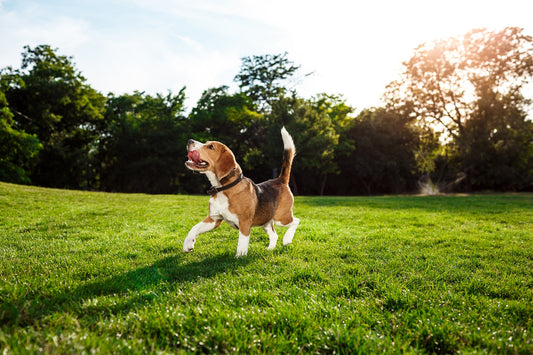 How to Take Care of Your Pets’ Mental Health