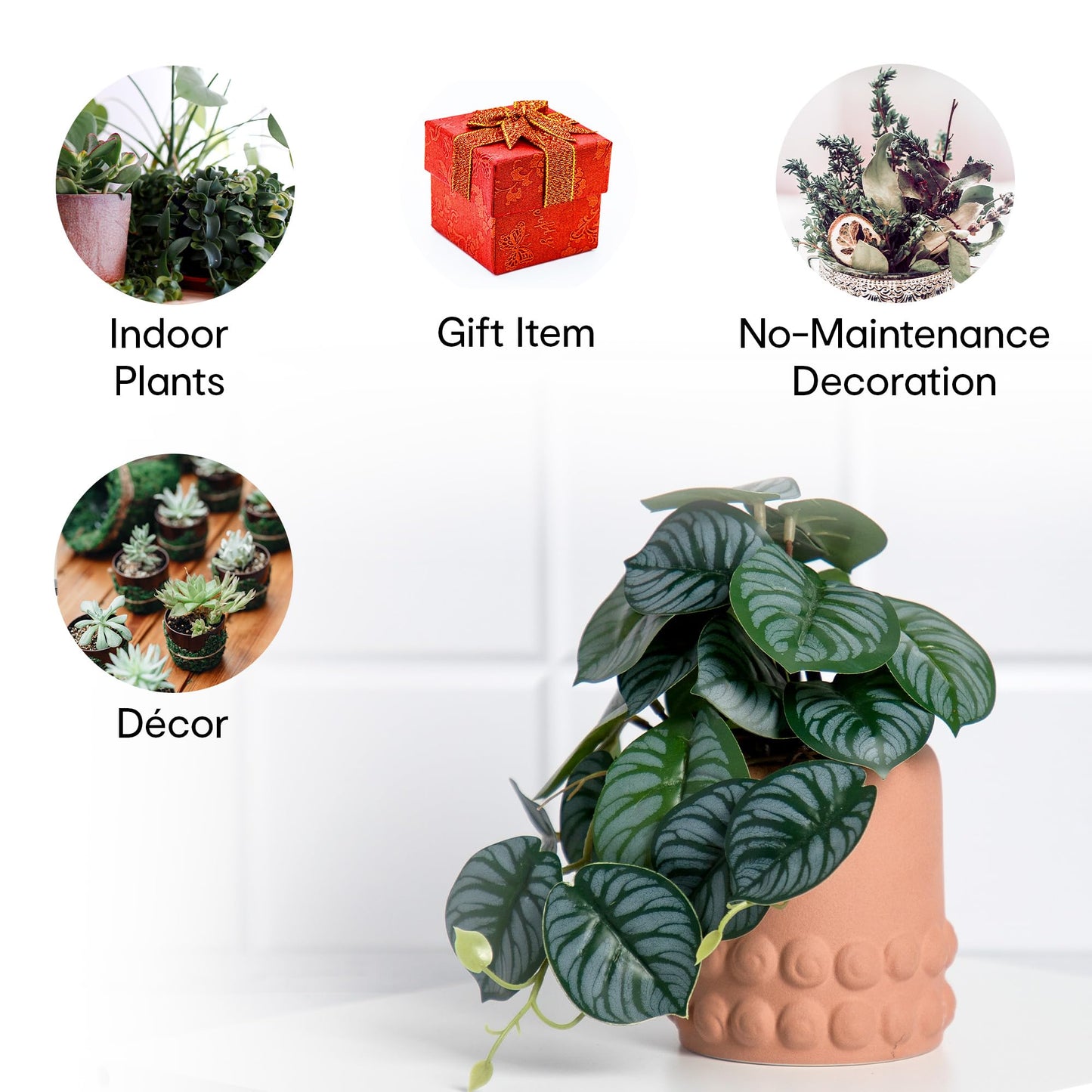 Anko Calathea Plant in Pot | Decorative Artificial Plant in Ceramic Pot | Home Decor | Centerpieces | Kitchen | Office or Living Room | Brown, 19cm Height