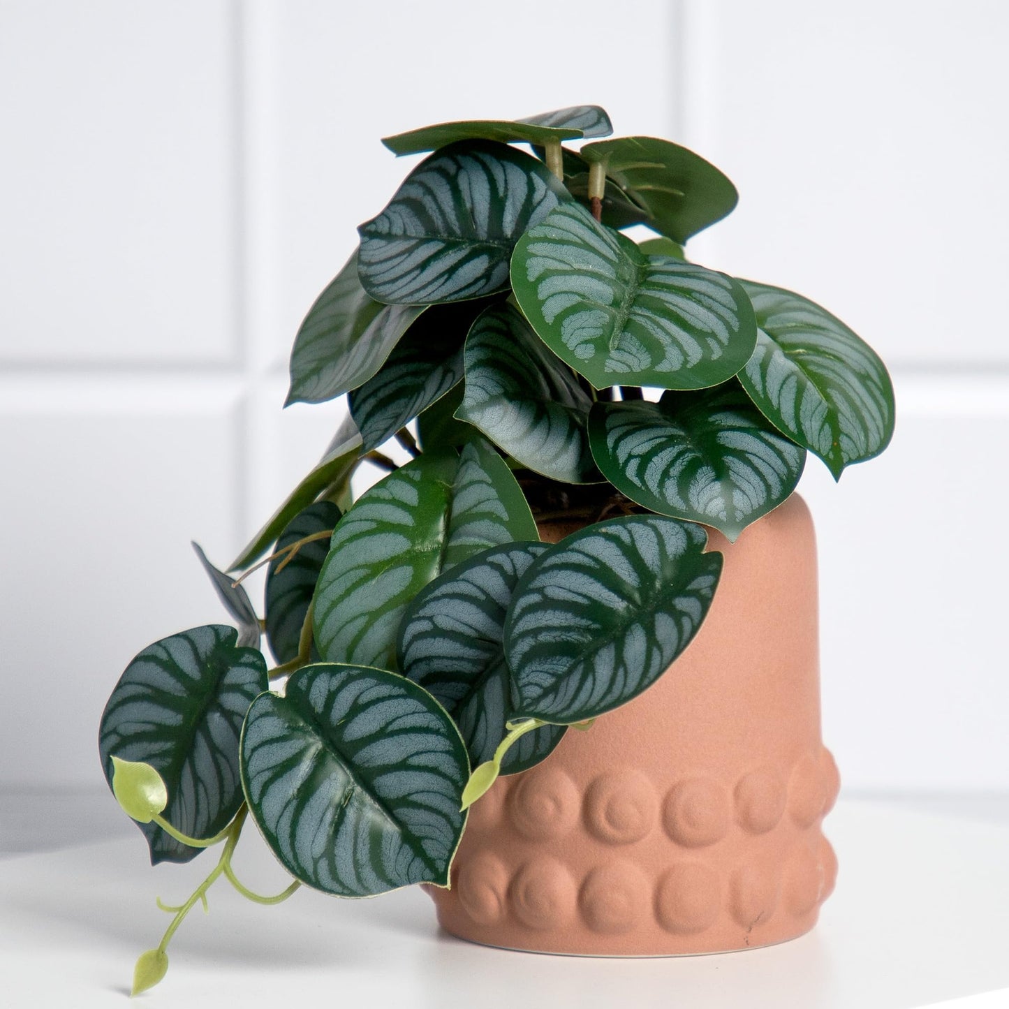 Anko Calathea Plant in Pot | Decorative Artificial Plant in Ceramic Pot | Home Decor | Centerpieces | Kitchen | Office or Living Room | Brown, 19cm Height